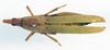 CollectionObject 1532742; 2fc25463-5668-42b8-a78c-048772ea43fa: female, dorsal view (holotype of Phymaptera jucunda). (CollectionObject).