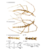 Cnipsomorpha yunnanensis Xu, Jiang & Yang, 2023: Features of Cnipsomorpha yunnanensis Female holotype. A body, lateral view B body, dorsal view C hind part of abdomen, dorsal view D hind part of abdomen, ventral view E end of abdomen, dorsal view F end of abdomen, lateral view. Scale bars: 10 mm (A–C); 1 mm (D–F). (Otu).