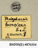 CollectionObject 1573037; 784ce410-fcfd-4975-996e-7d68be724962: Copyright Natural History Museum, London. Labels from non-type (adult female) in BM(NH). (CollectionObject).