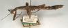 CollectionObject 1559305; NMW 841, 1547fb92-9508-4482-9bae-e3920c864aec: copyright NMW, Vienna. female, lateral view of Leosthenes aquatilis (holotype). (CollectionObject).