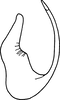 Aedeagus, lateral view on Euscelis tuvensis Vilbaste, 1980: Aedeagus, lateral view. (Observation).