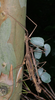 Onchestus rentzi Brock & Hasenpusch, 2006: copyright P.D. Brock. mating pair, culture stock (DNA barcoding research), ex. north Queensland: Garradunga, nr. Innisfail, February 2006. (Otu).