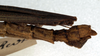 CollectionObject 1561403; 3d156d3b-af5b-4a18-b139-68d91ba4739a: copyright NMW, Vienna. male: end of abdomen, lateral view (syntype). (CollectionObject).;CollectionObject 1561404; c36e2763-3fe4-4647-8824-e2c0046593c5: copyright NMW, Vienna. male: end of abdomen, lateral view (syntype). (CollectionObject).