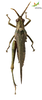 CollectionObject 1848873; Unioeste Cascavel K-0566, bc69bc91-c8ee-473c-9f10-0bd742983b71: Female. Dorsal view. (CollectionObject).