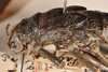 CollectionObject 1557005; 75887049-26ca-4ebc-a0a3-586a039ef5c2: copyright OUM. female of synonym Paradoxomorpha bruchi: head & thorax, lateral view (holotype). (CollectionObject).