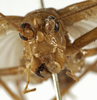 CollectionObject 1529700; 144913fb-2bba-45f8-8bba-28072b271496: male, frontal view (holotype). (CollectionObject).
