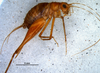 CollectionObject 1580527; 5758bde5-ba54-4a92-90c4-7b188598e15a: female, lateral view (paratype). (CollectionObject).