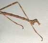 CollectionObject 1561482; NMW 677, 64e3689f-c964-41bb-9490-130484ef7bdf: copyright NMW, Vienna. male: end of abdomen, lateral view (holotype). (CollectionObject).