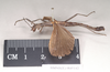 CollectionObject 1560636; NHMUK(SF IMPORT DUPLICATE) 845142, 108bb131-f424-4f8a-b9d9-0c7b394ebea8: copyright Natural History Museum, London. male of Orthomeria pandora, lateral view (lectotype). (CollectionObject).