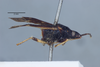 Aristaenetus (Aristaenetus) diffinis (Walker, 1872): Aristaenetus diffinis. Lectotype-lateral. (BMNH) - (CC BY-NC 4.0) Photo by Stuart Cole, reproduced with permission from the Natural History Museum, London, UK. (Otu).