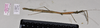 CollectionObject 1597517; d5f24779-dd27-4ccc-91dc-c0391848caf0, QIMR T250917: copyright QM. female, lateral view (holotype). (CollectionObject).
