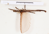 CollectionObject 1562537; dc915b62-210b-4187-9e51-11b82861d962: copyright MHNG Geneva. male, dorsal view of Phasma cubense (paralectotype). (CollectionObject).