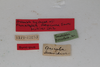 CollectionObject 1505681; bd75f36b-ca28-4097-835e-6cf12b12c842: female, labels (syntype #1). (CollectionObject).