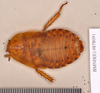 Rhyparobia maderae (Fabricius, 1781): Lectotype, unsexed, dorsal. BMNH(E)#878091. (Otu).