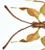 CollectionObject 1590521; 5ebf068b-3930-4591-b6d5-d6dad50672a1: copyright IMQC. male head, dorsal view (holotype). (CollectionObject).