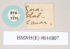 CollectionObject 1560624; 23d9c245-7722-4fab-8cdd-4135ed35bea9: copyright Natural History Museum, London. male, data labels (syntype). (CollectionObject).;CollectionObject 1560625; 00609d64-931d-423a-968c-a8c5c1039d7a: copyright Natural History Museum, London. male, data labels (syntype). (CollectionObject).