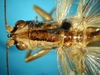 CollectionObject 1500319; 20b87e34-3d52-4fd7-af1b-920d66478a52: male head and pronotum, dorsal view (holotype). (CollectionObject).