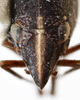 Head: !! display not done !! on Bruchomorpha oculata Newman, 1838: (Observation).