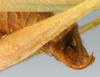 CollectionObject 1567548; a59ced83-9c4f-437f-b15a-2a335d47475c: male cerci (paratype). (CollectionObject).