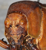 CollectionObject 1496443; NMW 4375, fdb4db34-0dbe-42b7-acd2-26f74df50a82: female, frontal view (holotype). (CollectionObject).