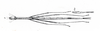 Echetlus Stål, 1875: Westwood 1859, pl. 8. female of Echetlus peristhenes [type species], note wings in female which appear to have been lost on the holotype and led to errors in classification eg by Zompro & Adis 2001. (Otu).