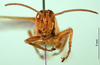 CollectionObject 1501243; 568090d6-6bff-461b-ae71-5087e7e60409, DORSA BA000535S01: male, frontal view (holotype of Anthermus uamicus). (CollectionObject).