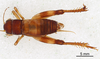 CollectionObject 1522886; fc867b71-6f56-44cf-8576-18718d26c726: Male, dorsal view (holotype). (CollectionObject).