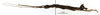 CollectionObject 1572806; 27f4bb09-c35e-4ed2-9b37-4c4710b4f5b0: copyright MNHN, Paris. male, lateral view (holotype). (CollectionObject).