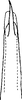 Aedeagus, ventral view: Aedeagus, ventral view. (Observation).