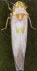 Habitus, dorsal view: !! display not done !! on Zygina (Zygina) suavis Rey, 1891: Habitus (female). (Observation).