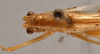 CollectionObject 1475537; a50399b9-6ef1-4b8c-a710-47bb1c68e2da: male, dorsal view (holotype). (CollectionObject).