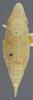Habitus, dorsal view on Dicyphonia plura Beamer, 1936: Dorsal. immature. Paratype. (Observation).