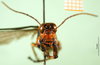 CollectionObject 1501220; 38ee5e3a-e745-4417-bdb7-a2421872ff0a: male, frontal view (syntype). (CollectionObject).