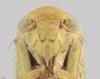 Head: !! display not done !! on Balclutha abdominalis (Van Duzee, 1892): Head/Face. (Observation).