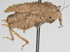 CollectionObject 1577245; df8a4754-5c5a-4146-b5f9-aa9530f371b7: female, lateral view, no type. (CollectionObject).