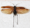 male, dorsal view (holotype of variey concisa). Depicts CollectionObject 1552405; NMW 10100, b859eee8-cef8-41be-8a50-c7d9a96e78e5, a CollectionObject.