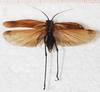 CollectionObject 1552405; NMW 10100, b859eee8-cef8-41be-8a50-c7d9a96e78e5: male, dorsal view (holotype of variey concisa). (CollectionObject).