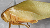 female, lateral view (syntype). Depicts CollectionObject 1564210; NMW 12038, 917a7608-ea52-48c8-8116-e3318eed2645, a CollectionObject.