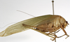 CollectionObject 1529758; 4554ef4a-8d2d-4596-bc58-86be39b7192c: male, lateral view (holotype). (CollectionObject).