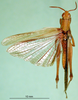 CollectionObject 1581462; 15934e76-15fa-4485-acd2-bb6adccd1ff9, DORSA BA000538S01: male, dorsal view (paralectotype). (CollectionObject).