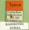 CollectionObject 1501426; ce73543e-bfd9-40be-8318-ca5e4d6368e1, DORSA BA000635S01: labels (holotype of Dociostaurus elbursianus caspicus). (CollectionObject).