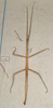 Cuniculina cuniculus (Westwood, 1859): copyright St. Petersburg. female of synonym Clitumnus rivalis (paralectotype). (Otu).