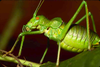 CollectionObject 1496579; 4c33f364-4034-4235-bbaf-377154e787d0, CH0653: male, lateral view. (CollectionObject).