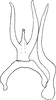 Aedeagus, ventral view on Eualebra marilynae Dietrich, 2013: Aedeagus, ventral view. (Observation).