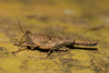 CollectionObject 1599713; d8d76795-6a08-44e9-bb09-09d831e4118b: male (paratype). (CollectionObject).