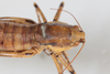 CollectionObject 1505837; fcce1b25-e326-4243-a528-cab81ddd5298: female, dorsal view (syntype). (CollectionObject).