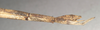 CollectionObject 1560794; NMW 811, 04508981-34f4-40aa-8745-a2dc241b85e4: copyright NMW, Vienna. female: end of abdomen, lateral view of synonym Bacteria integra (holotype). (CollectionObject).