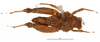 CollectionObject 1567958; 782d1802-5350-47f2-89ba-6e04fade391a: male, dorsal view. (CollectionObject).