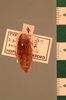 Rhabdoblatta plena (Walker, 1868): Copyright UMO, Oxford. Type of Epilampra plena, dorsal view. (Otu).