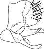 Pygofer, lateral view on Bretega ensiverpa Stiller, 2017: Pygofer, lateral view. (Observation).